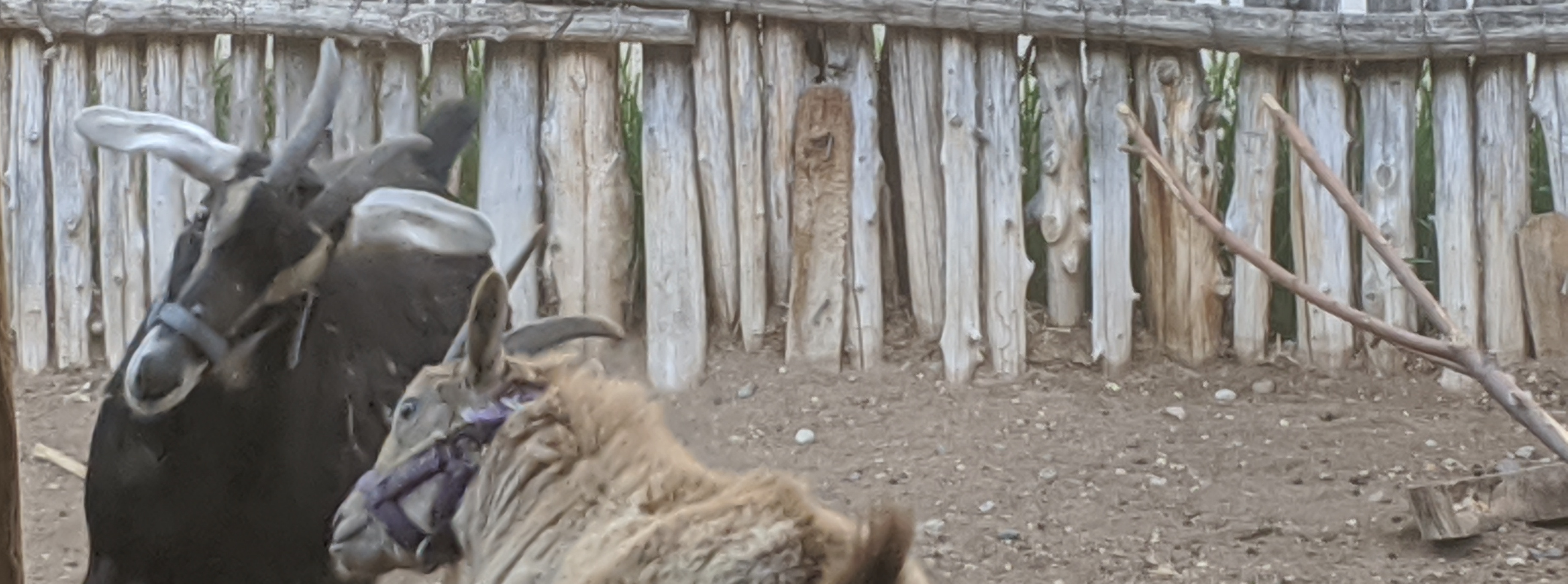 boomGOAT header image
